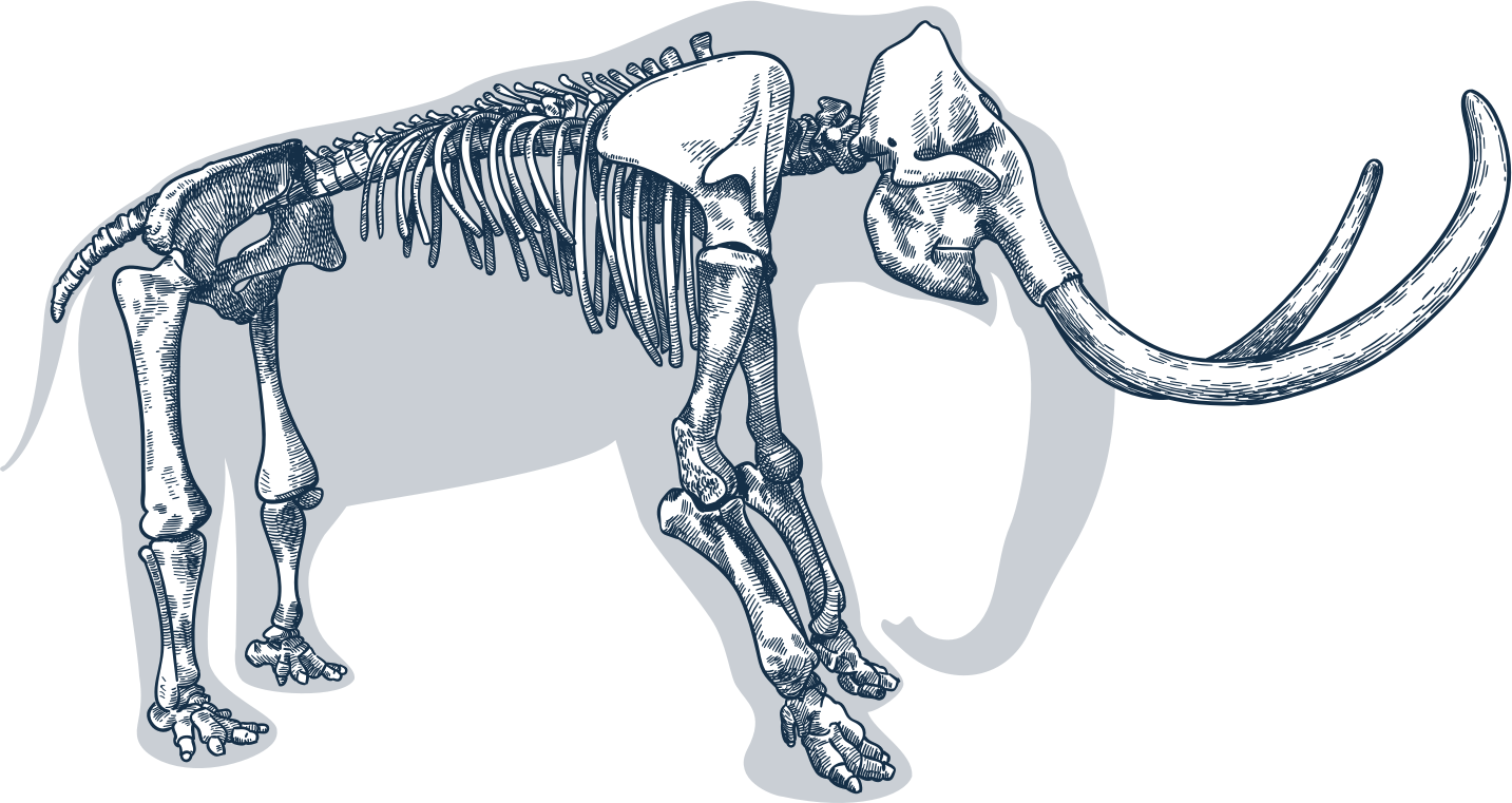 Elephant skeleton
